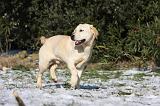 LABRADOR 931